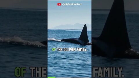 Orcas: The Lives of Killer Whales part 1 #shorts #short #education #world #nature #orca