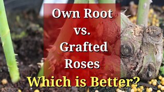 Own Root vs Grafted Roses: Which are Better?