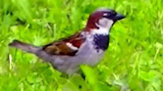 IECV NV #400 - 👀 House Sparrows And Song Sparrows🐤 6-20-2017