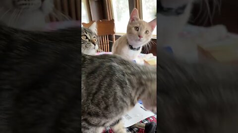 Benny’s Trio of Cats Know The Beat.