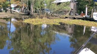 Alligator Scavenger Hunt on Bayou Castine