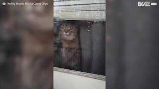 Ce chat perd la tête en confinement