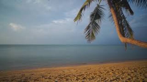 Sea of ​​palm trees and beautiful waves