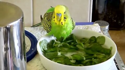 Budgies and Cockatiel Birds Playing and Feeding