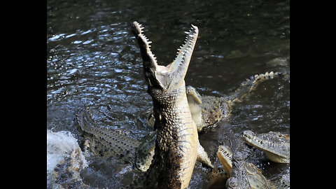 A man fighting a crocodile