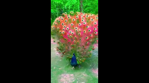 Beautiful Peacock Dance 😍