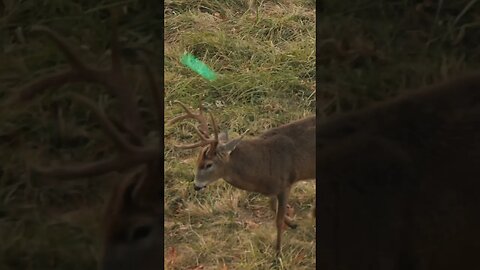 Ty Made A GREAT Shot On This Buck! (New Episode Up)