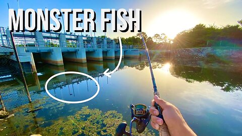 This is WHY I FISH AT SPILLWAYS! 😳 (Feeding Frenzy)