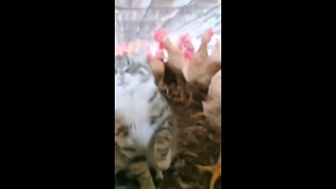 cute funny cat videos 😹😹#viral#entertaimment#cat#trending