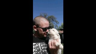 Bichon puppy kissing her owner