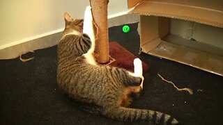 Little Cat Plays with Scratching Pole