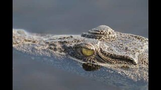 Drone survives crocodile attack in Australia