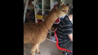 This guy has a pet alpaca and it looks like absolute chaos