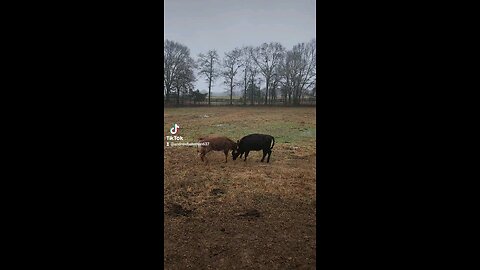 Two heifers playing.