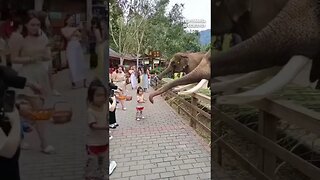 Elephant Gently Steals Fruit from Baby