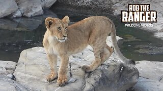 Lion Pride Cross A Rocky Riverbed | Maasai Mara Safari | Zebra Plains