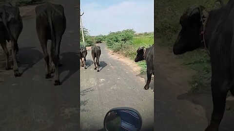 A woman walking with the buffalo on the road, #shorts,#animal,#buffaloes,#animallover,#walkingvideo