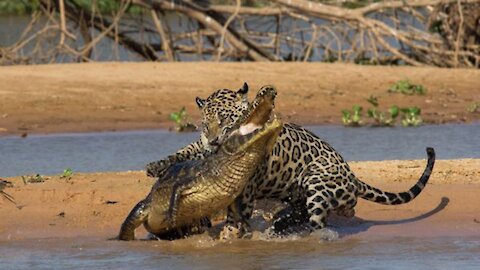 jaguar vs crocodile status (khal nayak song)khalnayak खलनायक वाइल्ड लाइफ #shorts watch video