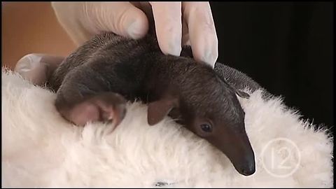 Reid Park Zoo welcomes baby tamandua