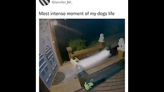 The most intense experience of a dog's life