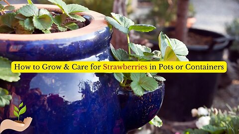 How to Grow & Care for Strawberries in Pots or Containers