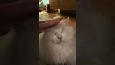 Cat Loaf tiktok delilahanddecklyn