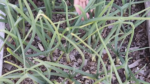 Small onion plant equals to Spring Onion