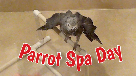 Spoiled Parrot Gets Pampered With Deluxe Spa Treatment