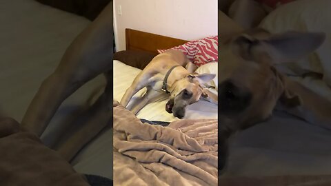 Destroying the bed!!!!😂🤣#love #dog #shortsvideo 🤣😂#amazing #dogs #foryou #new #funnyvideo #funny