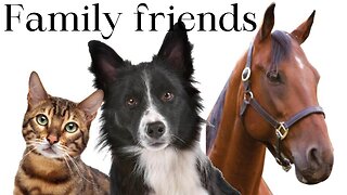 #dog #cat #horse trio