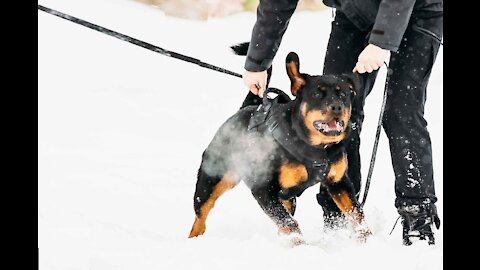 SMALL DOG IS A TERROR ON THE LEASH (how to)