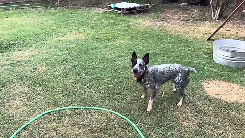 From cut Pup to a nice Room and a great dog companion #dog #puppy #australiancattledog #blue #heeler