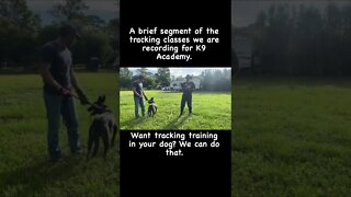 Training Search and Rescue tracking dogs