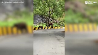 Elefante ajuda filhote a atravessar barreira na estrada