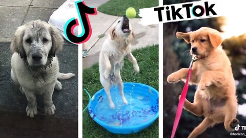 Funny Dogs of TikTok Part #9 🐶