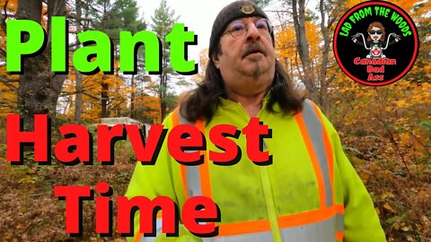 Lad From The Woods - Plant Harvesting Time