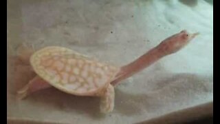Albino turtle with abnormally sized neck resembles dinosaur