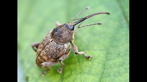 "The Mighty Rostrum Beetle: A Tiny Titan"