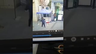 Wild Boar VS Security Guard