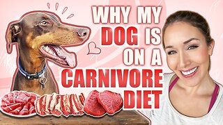 Why my dog is on a carnivore diet.
