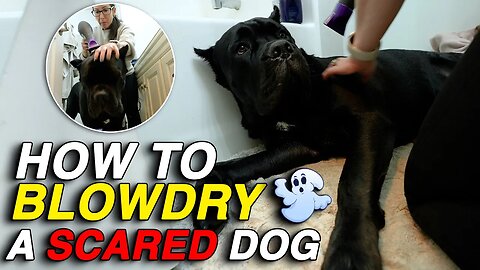 How To Blow-Dry a SCARED Dog