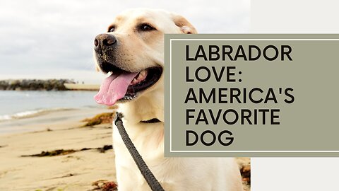 Labrador Love: Unveiling the Heart and Soul of America's Favorite Dog