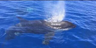 Orcas interagem com raro peixe-lua
