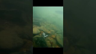 fish underwater