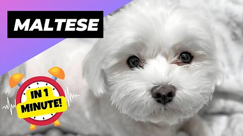 Maltese - In 1 Minute! 🐶 One Of The Smallest Dog Breeds In The World | 1 Minute Animals