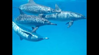 Diver swims among the dolphins in the Red Sea