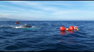 WATCH: Female humpback whale disentangled near St. Francis Bay (bi8)