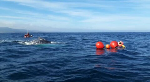 WATCH: Female humpback whale disentangled near St. Francis Bay (bi8)