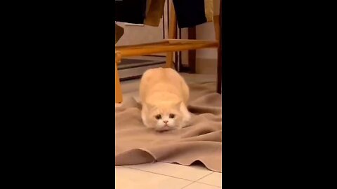 Cat funny video