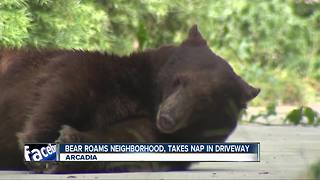 Large bear roams LA-area neighborhood